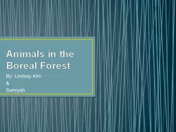 Animals in the Boreal Forest