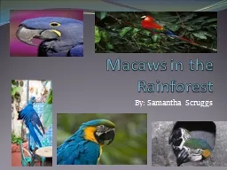 Macaws in the Rainforest