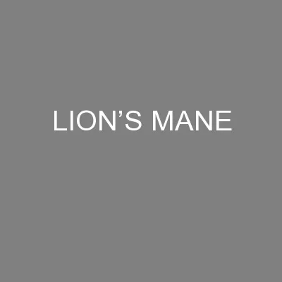 LION’S MANE