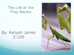 The Life of the Pray Mantis
