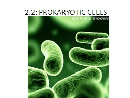 2.2: PROKARYOTIC CELLS