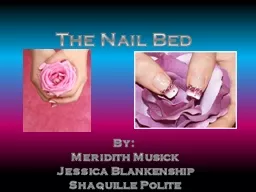 The Nail Bed