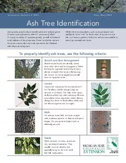 Ash Tree Identification Extension Bulletin E New May