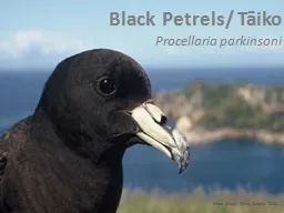 Black Petrels/ Tāiko