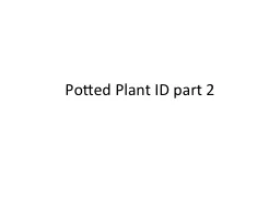 Potted Plant ID part 2