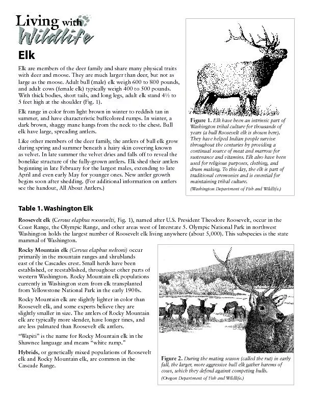 Elk are members of the deer family and share many physical traits 
...