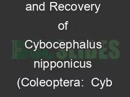 Mass Release and Recovery of Cybocephalus nipponicus (Coleoptera:  Cyb