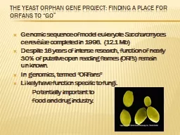 The Yeast Orphan Gene Project: Finding a place for
