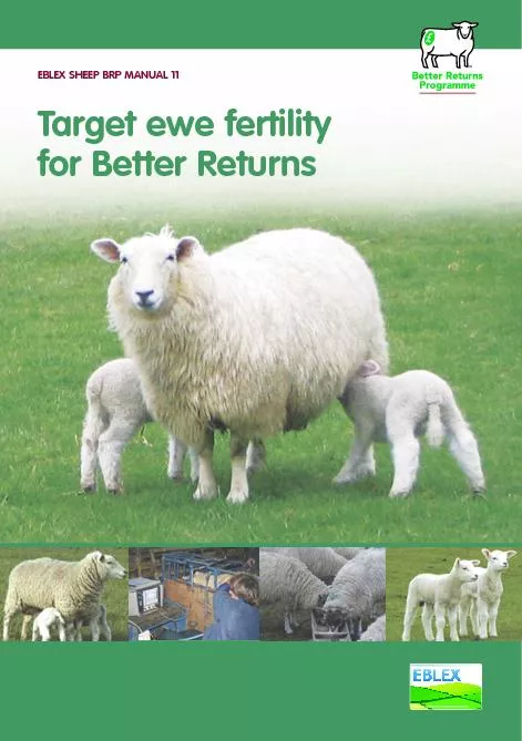 Target ewe fertility for Better Returns