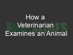 How a Veterinarian Examines an Animal’s Eye