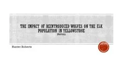The impact of reintroduced wolves on the elk population in