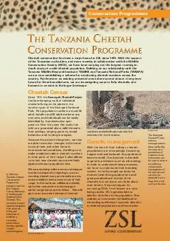 Cheetah Census Since  the Serengeti Cheetah Project ha