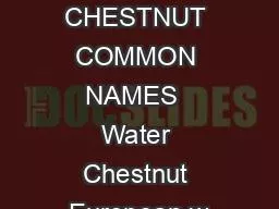 WATER CHESTNUT COMMON NAMES  Water Chestnut European w