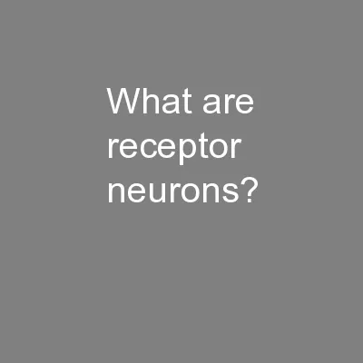 What are receptor neurons?