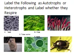 Label the Following as Autotrophs or Heterotrophs and Label