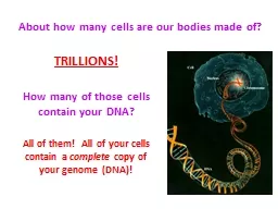 About how many cells are our bodies made of?