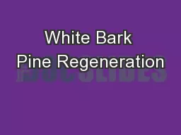 White Bark Pine Regeneration