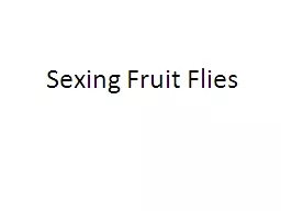 Sexing Fruit Flies