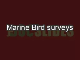 Marine Bird surveys
