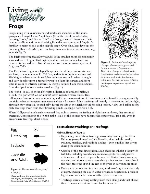 FrogsFrogs, along with salamanders and newts, are members of the anima