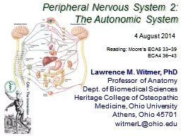 Peripheral Nervous System 2:
