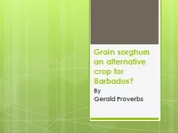 Grain sorghum an alternative crop for Barbados?