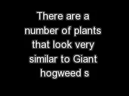 There are a number of plants that look very similar to Giant hogweed s