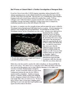 Red Worms or Gizzard Shad: A Further Ivestigation of Sturgeon Diets
..