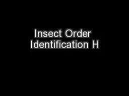 Insect Order Identification H