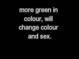 more green in colour, will change colour and sex.
