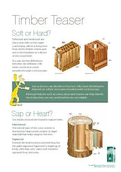 Timber Teaser Softwood and hardwood are terms that refer to the water-