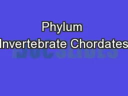 Phylum Invertebrate Chordates