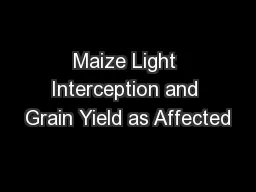 Maize Light Interception and Grain Yield as Affected