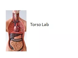 Torso Lab