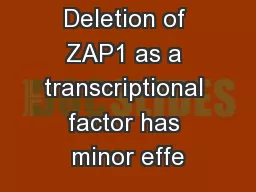 Deletion of ZAP1 as a transcriptional factor has minor effe