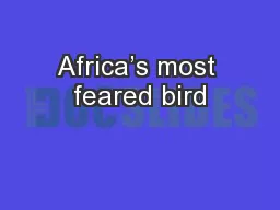 Africa’s most feared bird