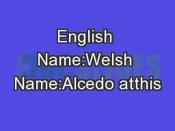 English Name:Welsh Name:Alcedo atthis