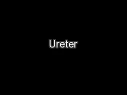 Ureter