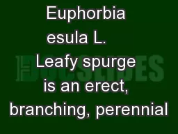 Euphorbia esula L.     Leafy spurge is an erect, branching, perennial