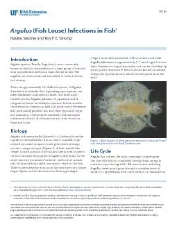 (Fish Louse) Infections in Fish