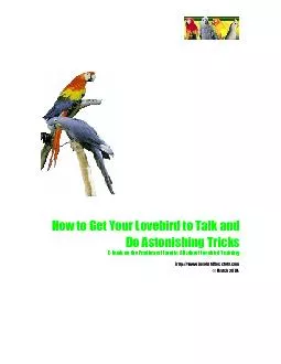 How to Get Your Lovebird to Talk and Do Astonishing Tricks