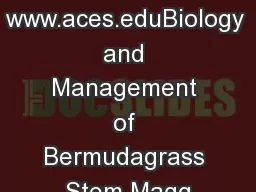 ND AUBURN www.aces.eduBiology and Management of Bermudagrass Stem Magg