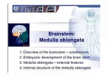 Medulla oblongata1.Overview of the brainstem 