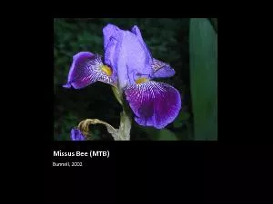 Missus Bee (MTB)