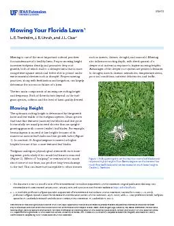 Mowing Your Florida Lawn