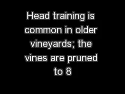 Head training is common in older vineyards; the vines are pruned to 8