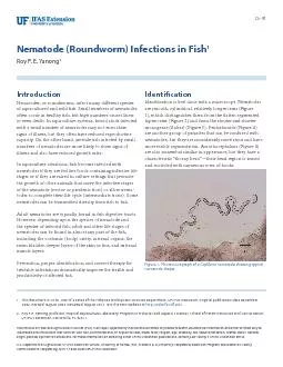 Nematode (Roundworm) Infections in Fish