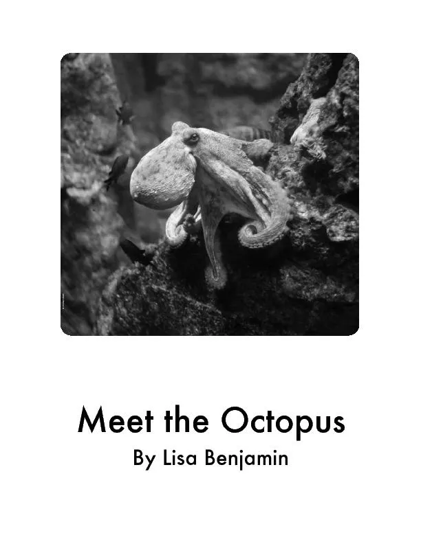 Meet the Octopus