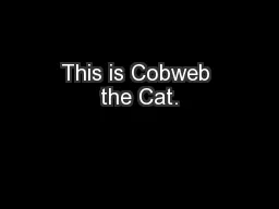 This is Cobweb the Cat.