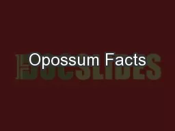 Opossum Facts
